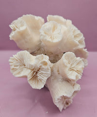 Natural Flower Coral - 7