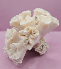 Natural Flower Coral - 7