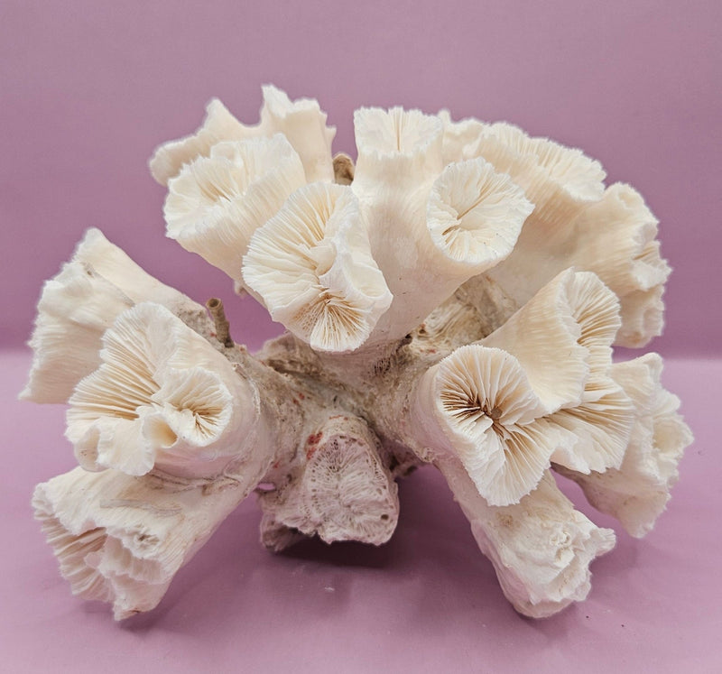 Natural Flower Coral - 7"5.5"x4.75" Decorative Coastal Accent for Home and Office - CoralLoving Coastal Living