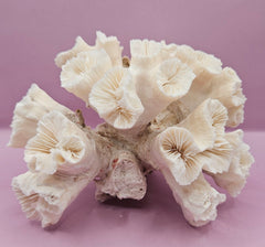 Natural Flower Coral - 7