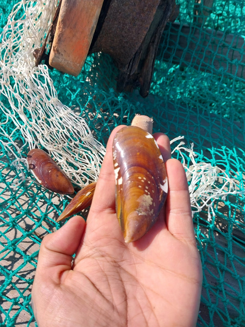 Natural Mussel Pairs - ShellsLoving Coastal Living