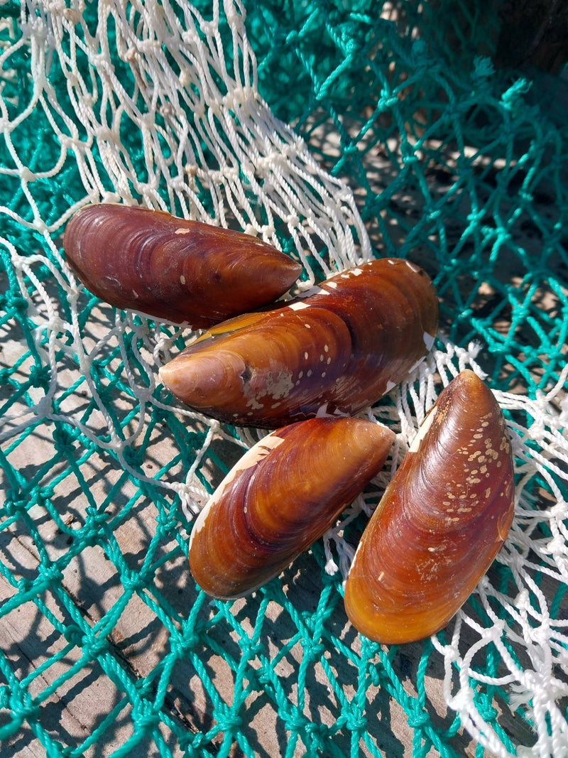 Natural Mussel Pairs - ShellsLoving Coastal Living