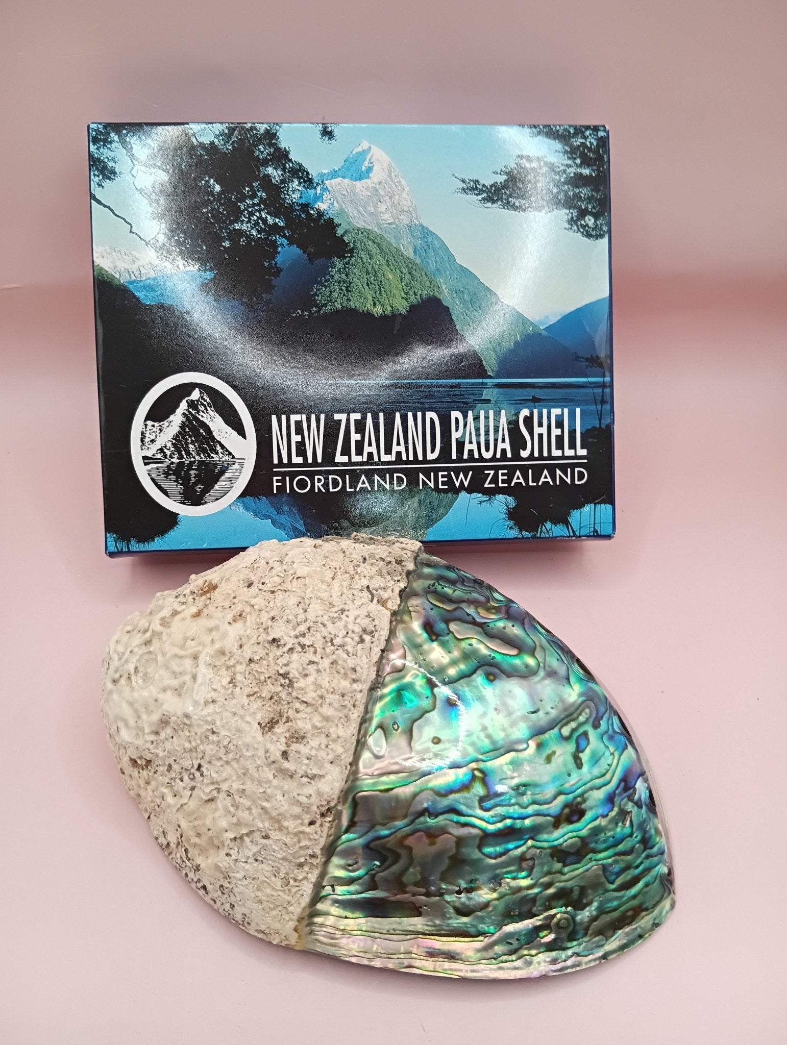 Natural New Zealand Paua Shell – Iridescent Abalone Haliotis iris from ...