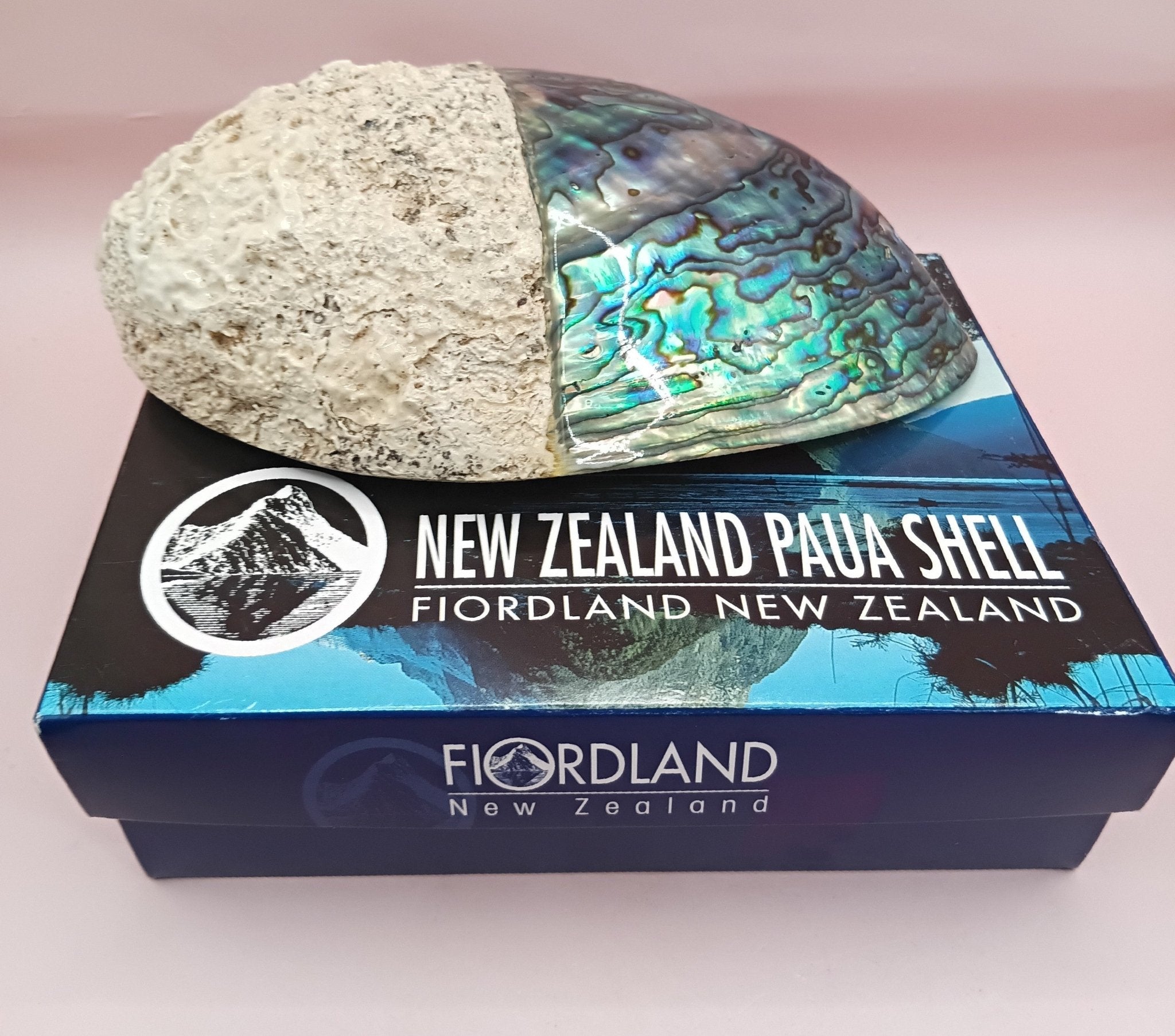 Natural New Zealand Paua Shell – Iridescent Abalone Haliotis iris from ...