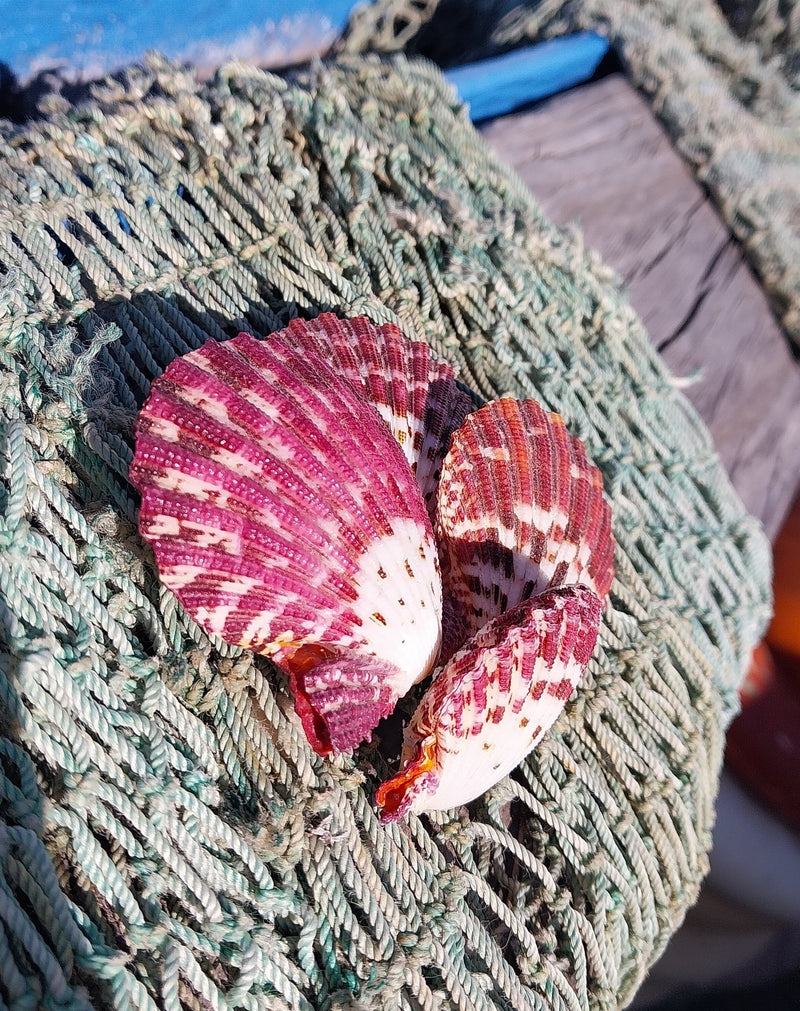 Natural Pecten Pallium (Royal Cloak) Scallop Pairs & Halves - Loving Coastal Living