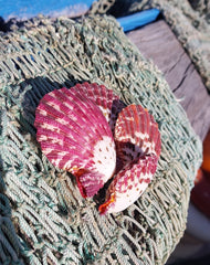 Natural Pecten Pallium (Royal Cloak) Scallop Pairs & Halves - Loving Coastal Living