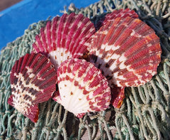 Natural Pecten Pallium (Royal Cloak) Scallop Pairs & Halves - Loving Coastal Living