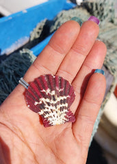 Natural Pecten Pallium (Royal Cloak) Scallop Pairs & Halves - Loving Coastal Living