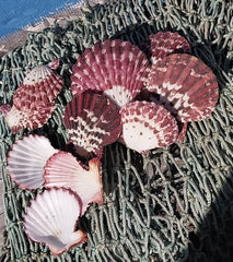 Natural Pecten Pallium (Royal Cloak) Scallop Pairs & Halves - Loving Coastal Living