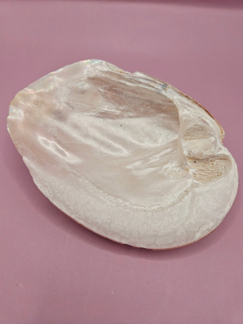 Natural Pink Clam Shell – Coastal Decor, Beach - Themed Display Piece - ShelllsLoving Coastal Living