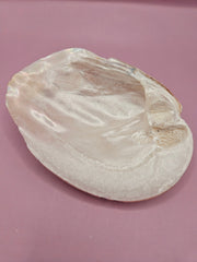 Natural Pink Clam Shell – Coastal Decor, Beach - Themed Display Piece - ShelllsLoving Coastal Living
