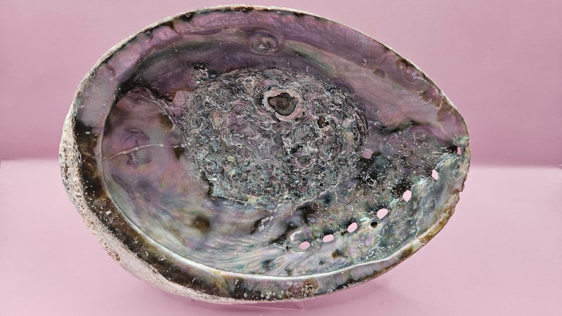 Natural Rainbow Abalone Shell - 6"x4.8" Polished Decorative Shell for Home Décor, Smudging, and Crafting - ShelllsLoving Coastal Living