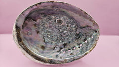 Natural Rainbow Abalone Shell - 6