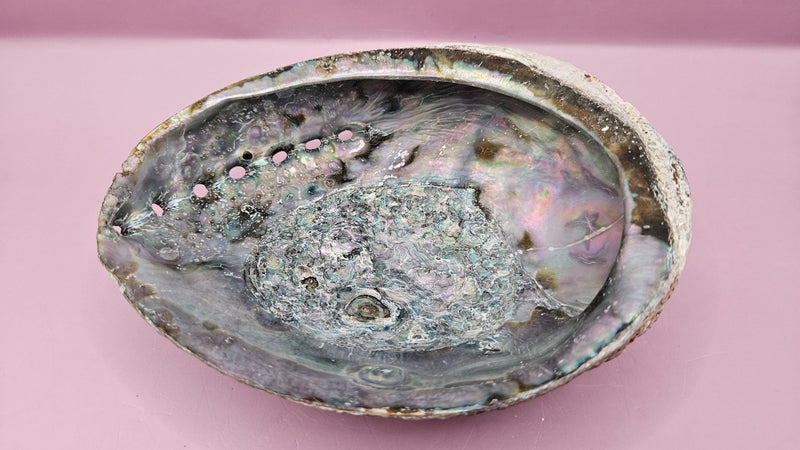 Natural Rainbow Abalone Shell - 6"x4.8" Polished Decorative Shell for Home Décor, Smudging, and Crafting - ShelllsLoving Coastal Living