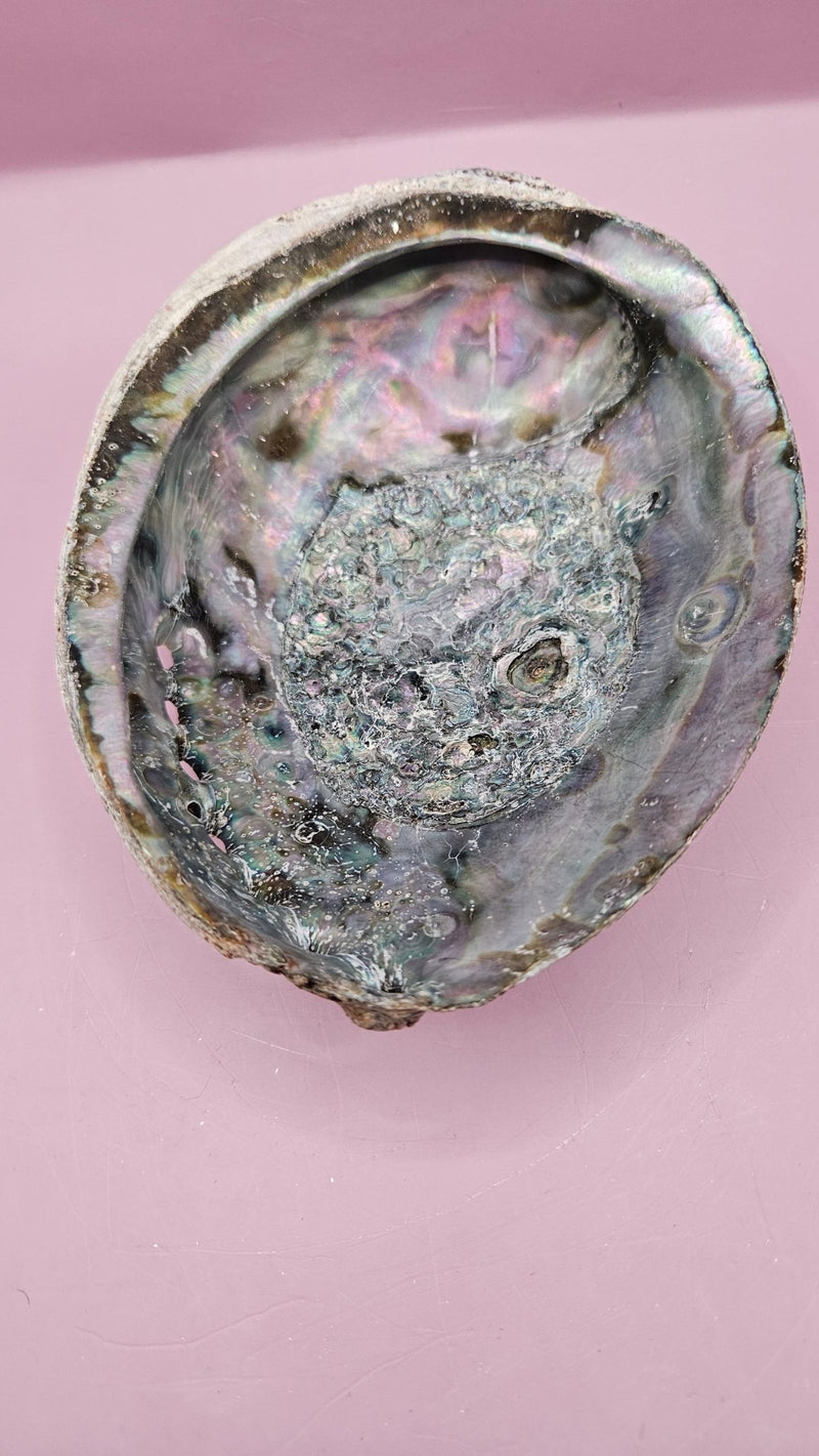 Natural Rainbow Abalone Shell - 6"x4.8" Polished Decorative Shell for Home Décor, Smudging, and Crafting - ShelllsLoving Coastal Living