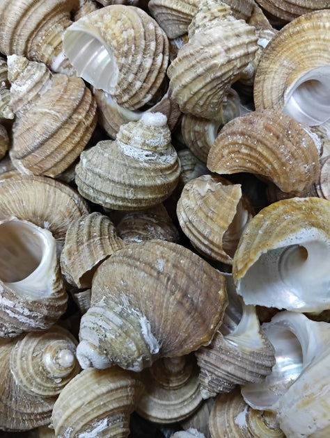 Many Ribbed Ark Shell Natural Ribbed Turbo Shell | Loving Coastal Living