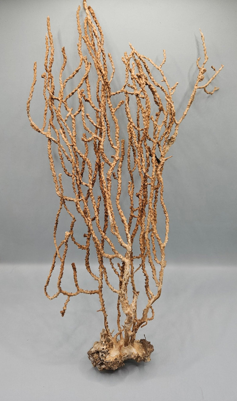 Natural Sea Fan Coral – 14.75" x 7.5" Coastal Wall Art - Sea FanLoving Coastal Living