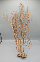 Natural Sea Fan Coral – 14.75