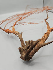 Natural Sea Fan Coral – 16