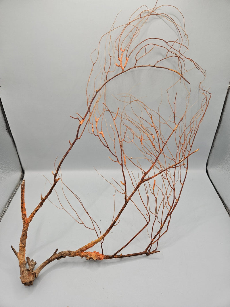 Natural Sea Fan Coral – 16"x8.5" Coastal Wall Art - Sea FanLoving Coastal Living