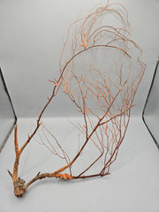 Natural Sea Fan Coral – 16