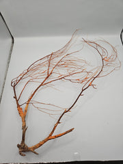 Natural Sea Fan Coral – 16