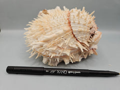 Natural Spondylus Shell Pair - 5