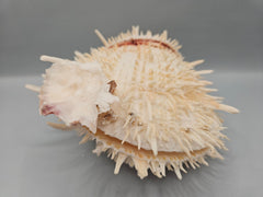 Natural Spondylus Shell Pair - 5