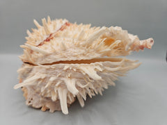 Natural Spondylus Shell Pair - 5