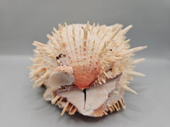 Natural Spondylus Shell Pair - 5