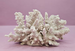 Natural Table Coral - 5.75