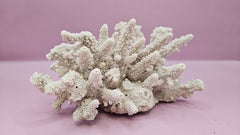 Natural Table Coral - 5.75