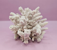 Natural Table Coral - 5.75