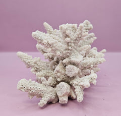 Natural Table Coral - 5.75