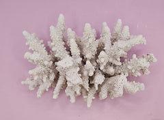 Natural Table Coral - 5.75