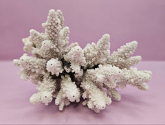 Natural Table Coral - 6