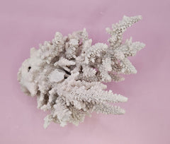 Natural Table Coral - 6