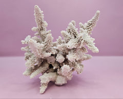 Natural Table Coral - 6