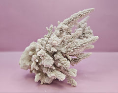 Natural Table Coral - 6