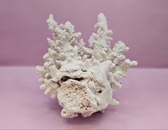 Natural Table Coral - 6