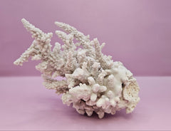 Natural Table Coral - 6