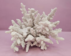 Natural Table Coral - 6