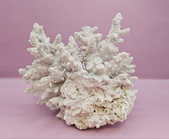 Natural Table Coral - 6