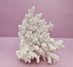 Natural Table Coral - 6