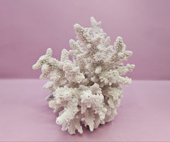 Natural Table Coral - 6