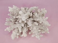 Natural Table Coral - 6