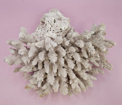 Natural Table Coral - 7.5