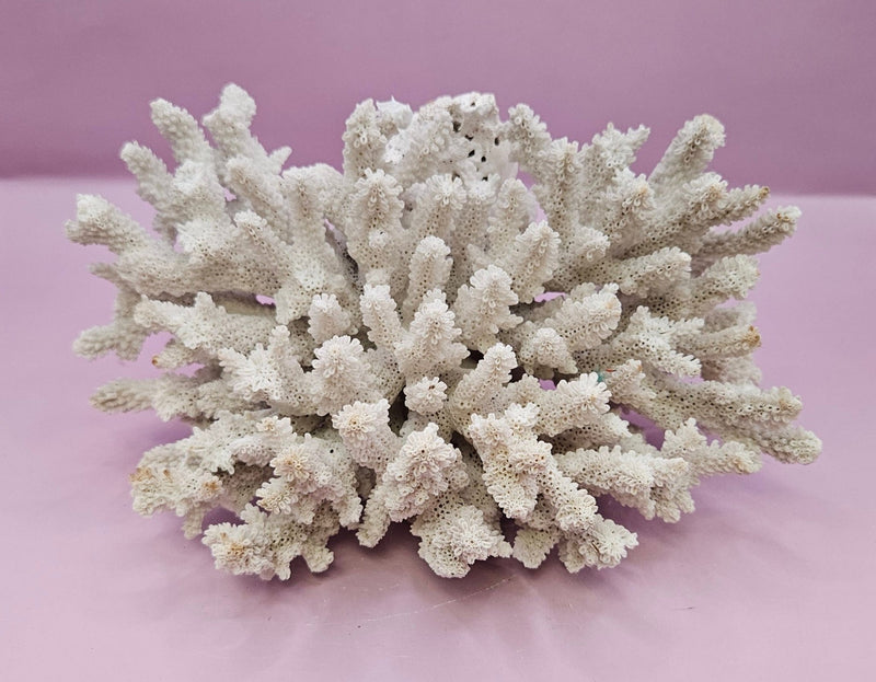 Natural Table Coral - 7.5"x8" Coastal Home Décor Accent - CoralLoving Coastal Living