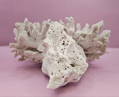 Natural Table Coral - 7.5