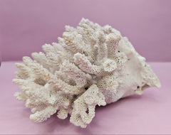 Natural Table Coral - 7.5